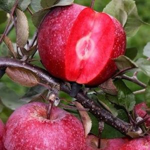 Pomi fructiferi clasici